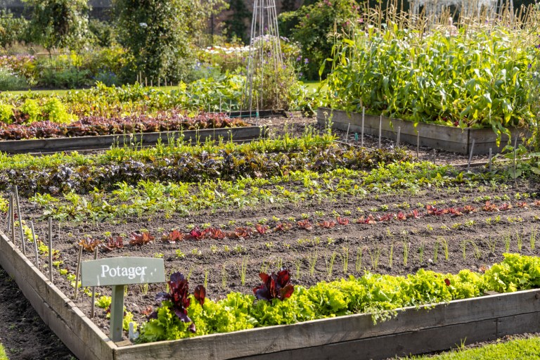 A symmetrical potager garden of neat wood-edged raised beds densely planted in rows of lettuces, herbs, and flowers, bordered by a gravel path.