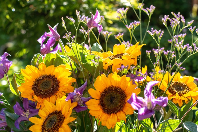 A dense cutting-garden border of golden sunflowers and violet bellflowers grows in sunlit, richly layered abundance.