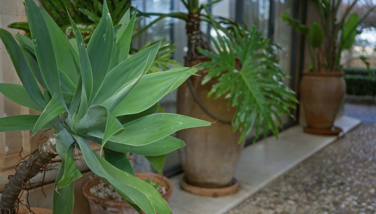 Large terracotta pots planted with architectural agave and lush green foliage, grouped along a stone-tiled patio.
