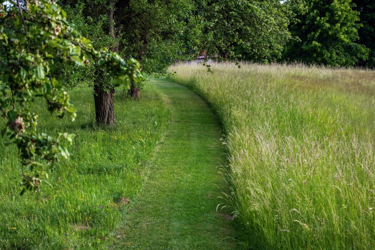 A crisply mown grass path curving through a tall, lush meadow bordered by mature trees, marking a clear, maintained route through the wild planting.