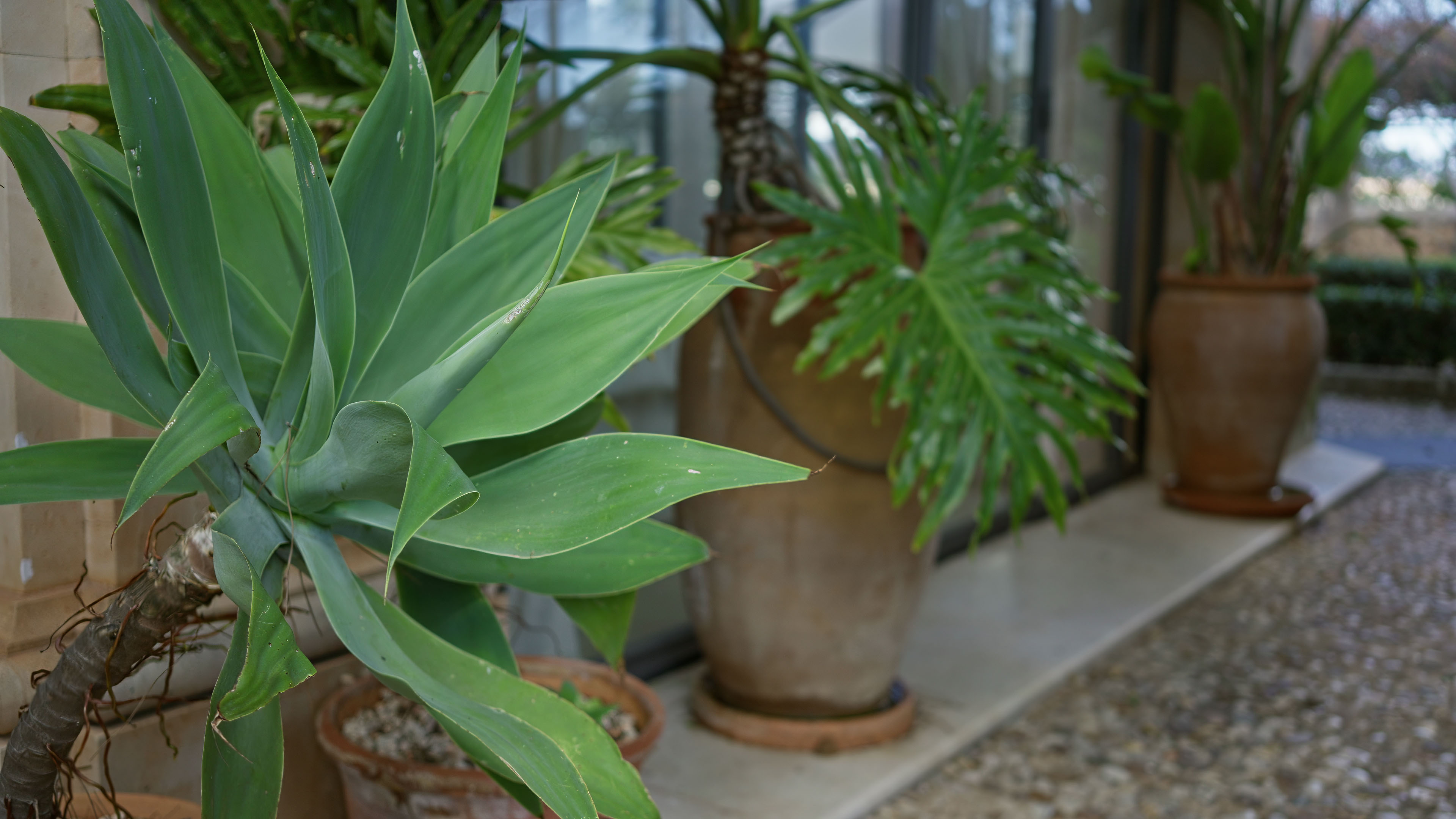 A cluster of large terracotta pots planted with agave and philodendron anchors a marble-floored patio corner in lush, tropical abundance.