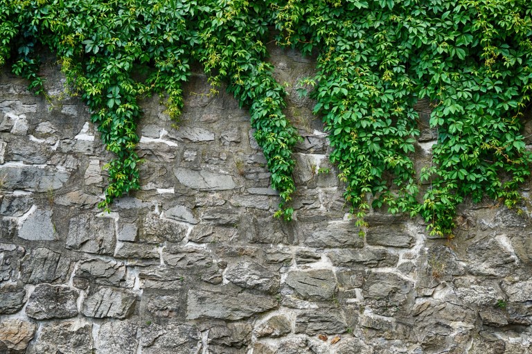 Trailing green ivy spills down the face of a rough-cut grey stone wall.