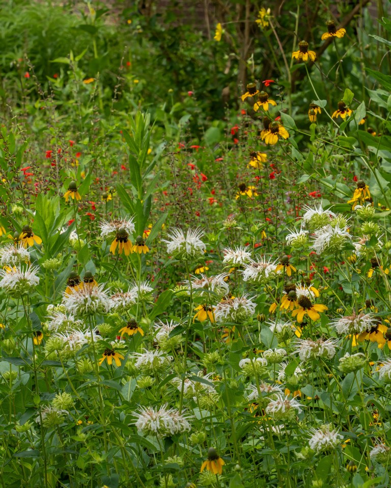 A dense native planting bed layered with black-eyed Susans, purple coneflower, bee balm, and ornamental grasses.